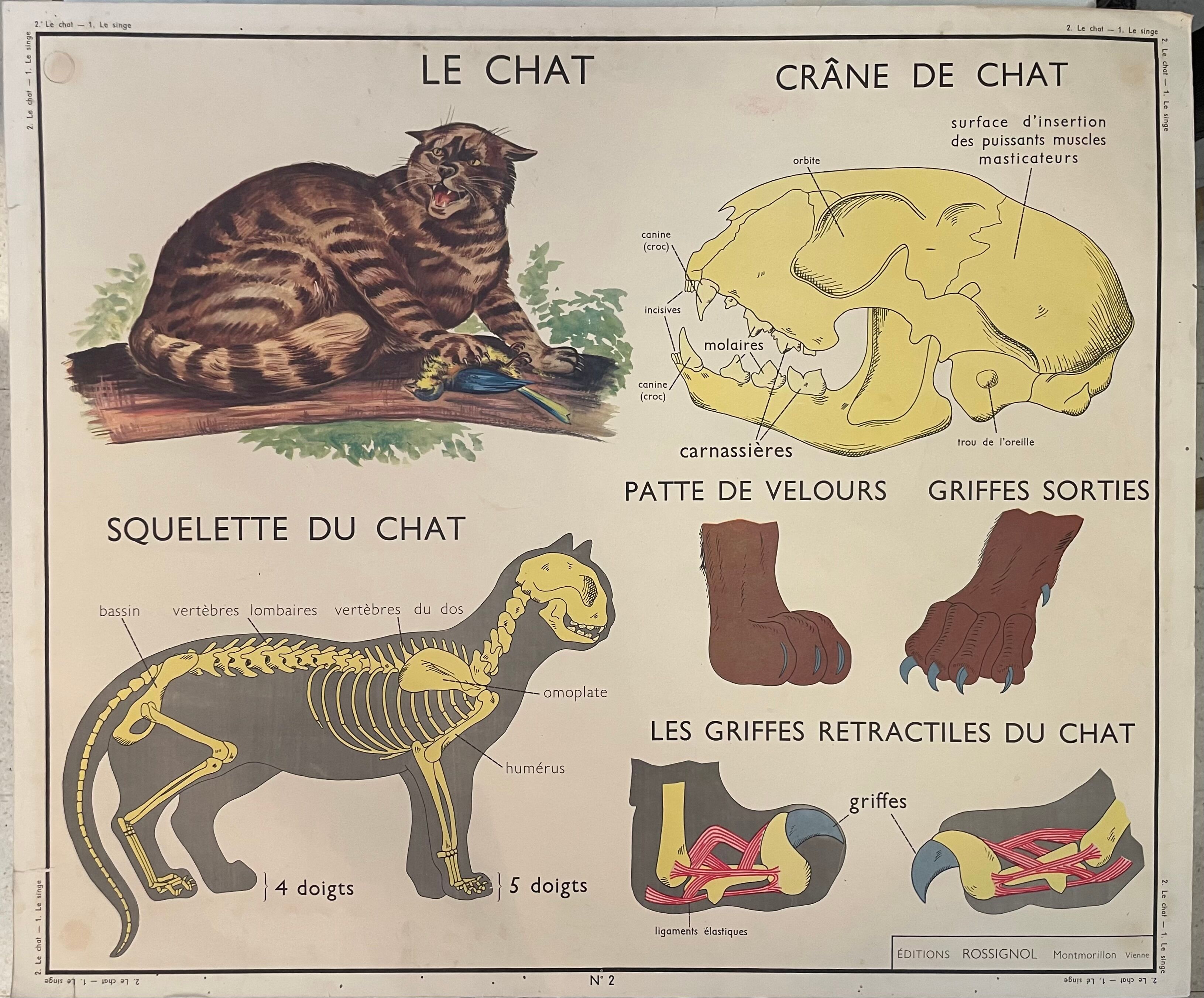 School poster The Cat and the Monkey Montmorillon Rossignol