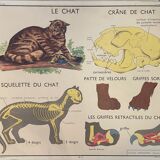 School poster The Cat and the Monkey Montmorillon Rossignol