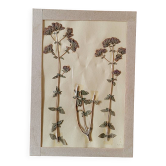 Herbarium 1981