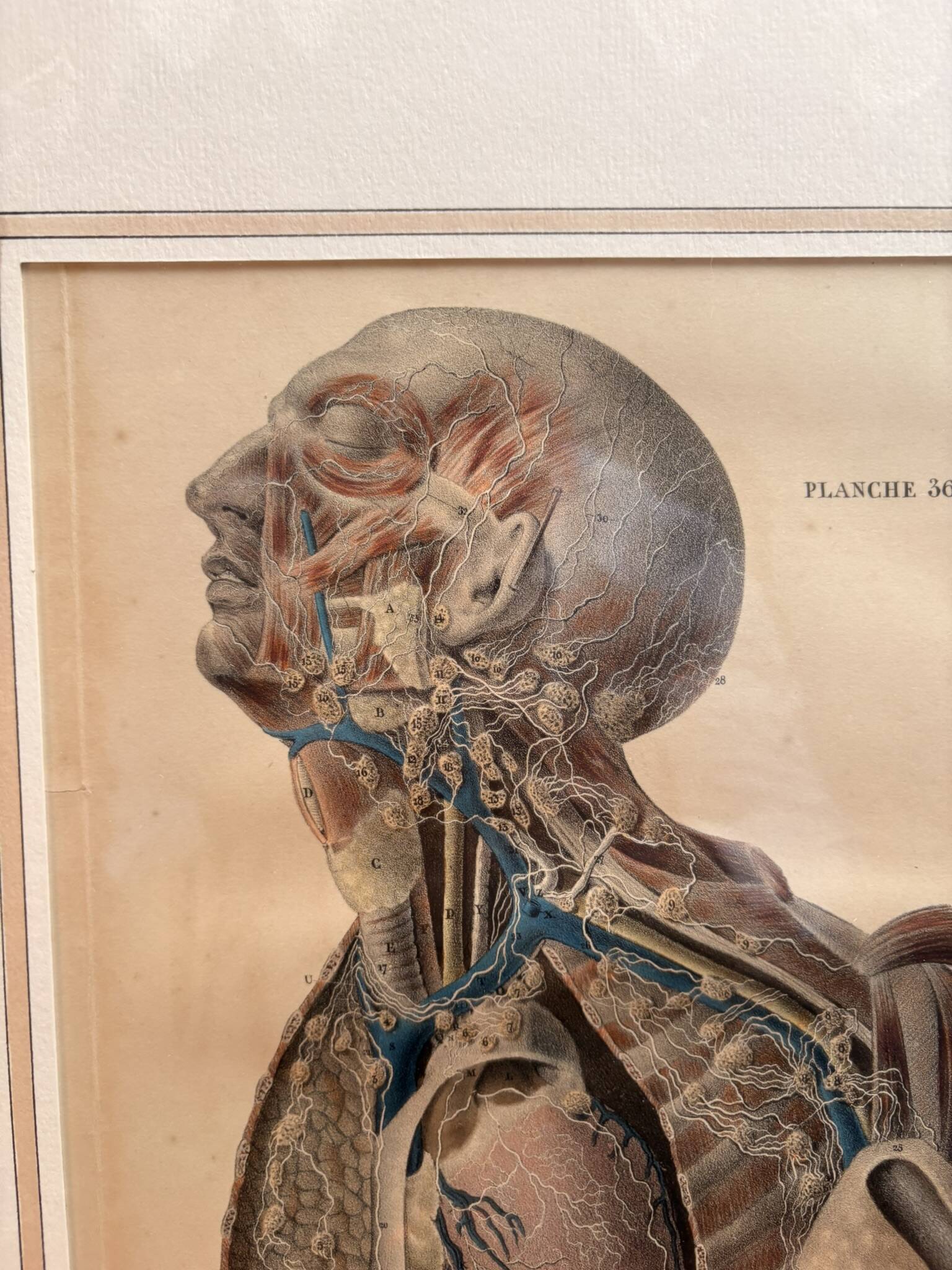 Old Print Engraving Lithograph Anatomy XIX Framed BOURGERY Lemercier