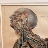 Old Print Engraving Lithograph Anatomy XIX Framed BOURGERY Lemercier