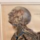 Old Print Engraving Lithograph Anatomy XIX Framed BOURGERY Lemercier