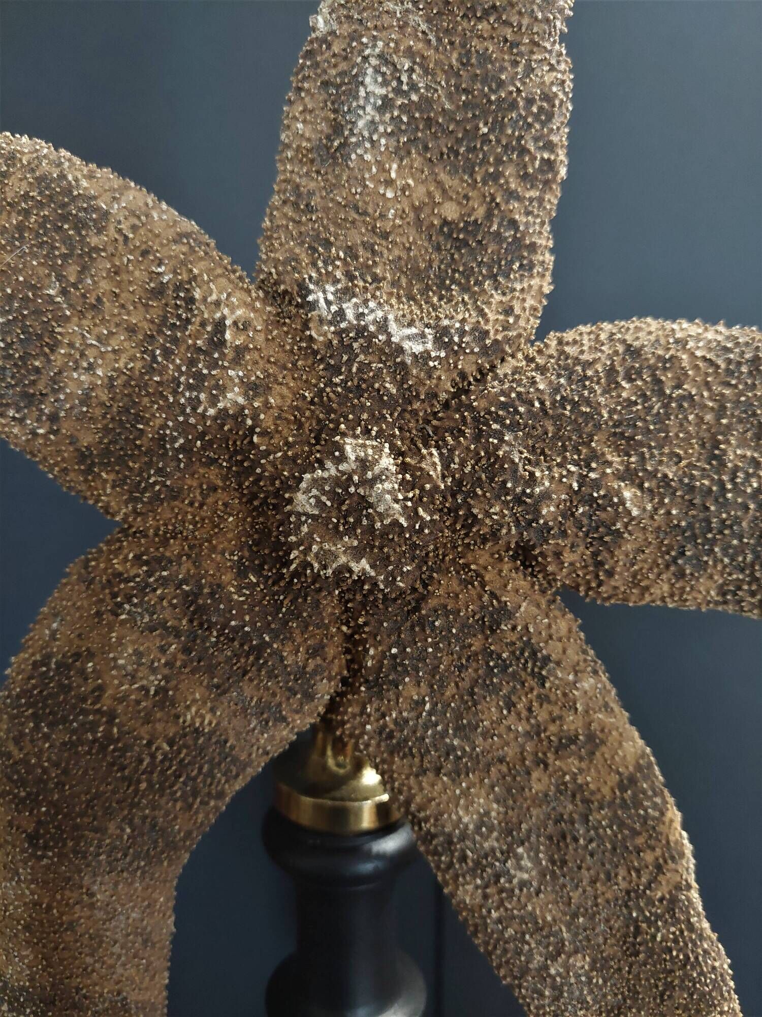 Giant starfish thromidia catalai on pedestal