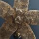 Giant starfish thromidia catalai on pedestal