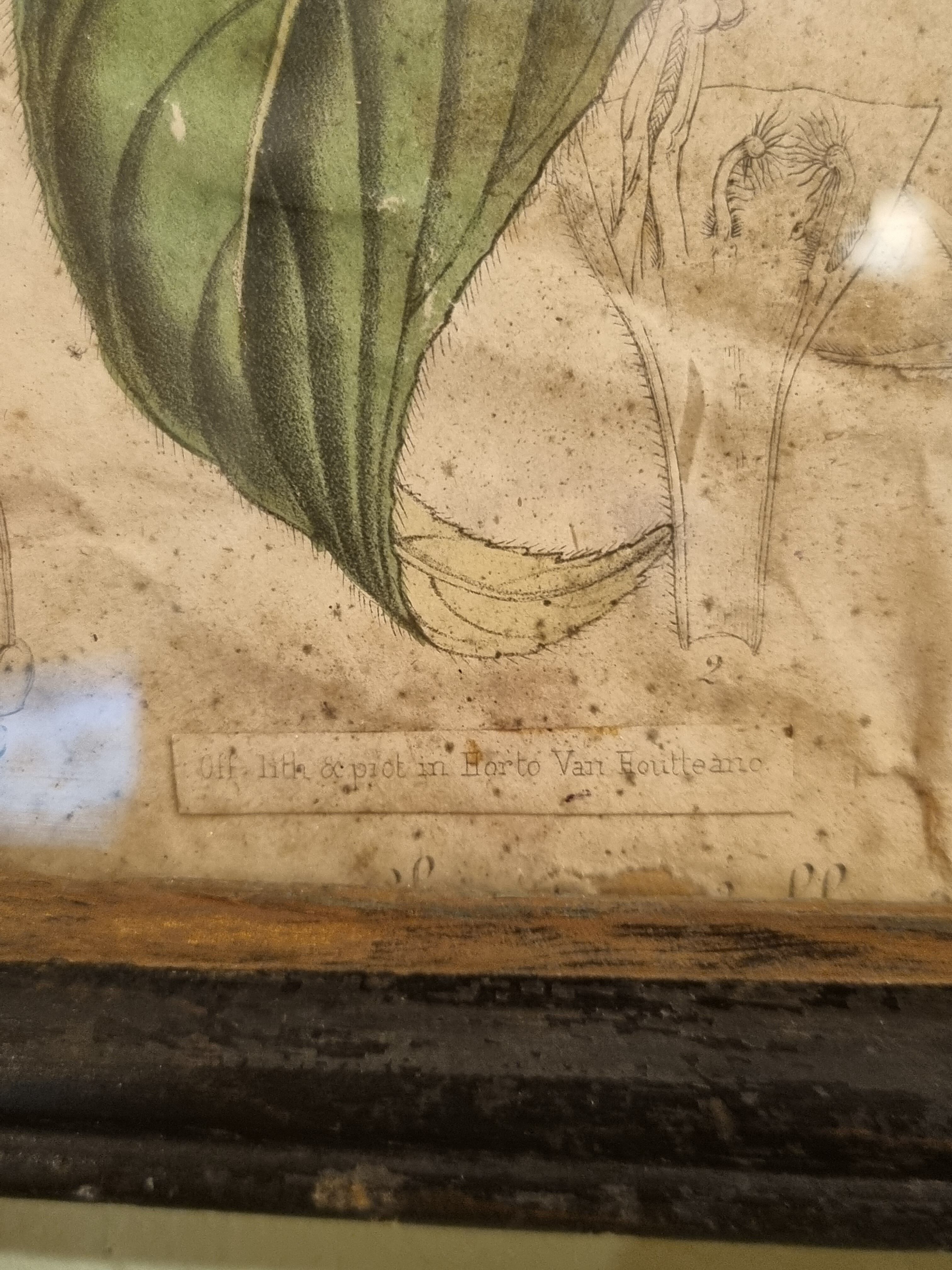 Floral engraving late 18th