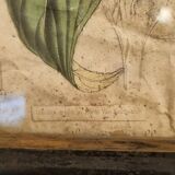 Floral engraving late 18th