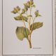 Great Bardane botanical board