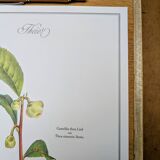 Printed in 1986, The Tea Planter. Original Vintage and Authentic.