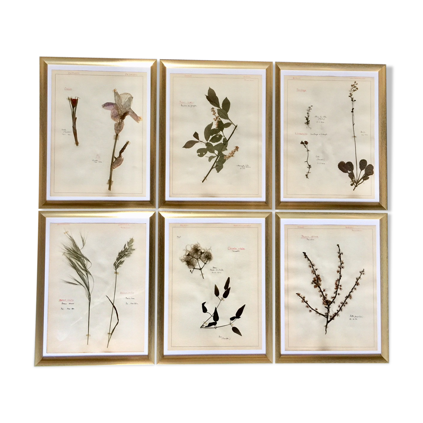 Lot de 6 planches herbier de 1950