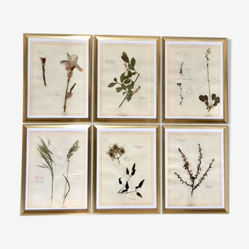 Lot de 6 planches herbier de 1950