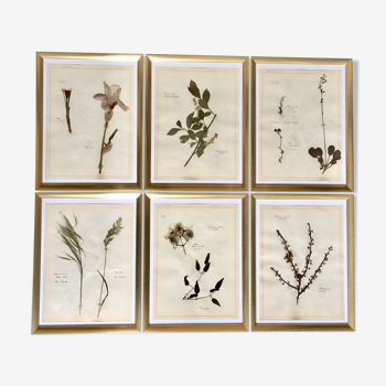 Herbarium frames of 1950