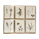 Lot de 6 planches herbier de 1950