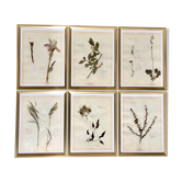 Herbarium frames of 1950