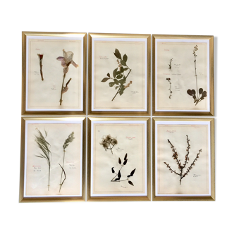 Herbarium frames of 1950