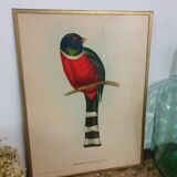 Table Illustration of a bird - The Trogon