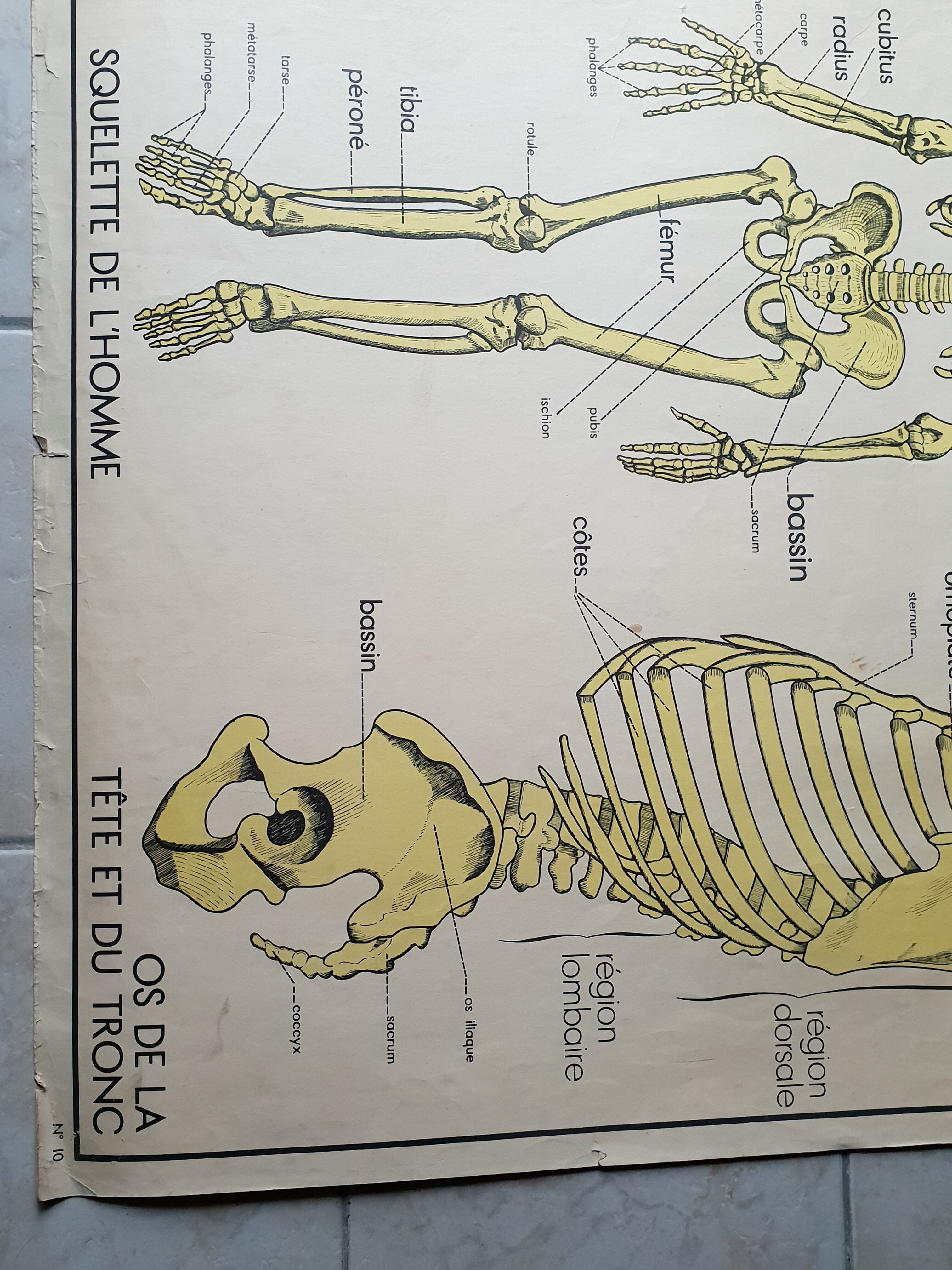 School poster Nightingale No. 10 the skeleton # 9 excretion