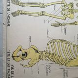 School poster Nightingale No. 10 the skeleton # 9 excretion