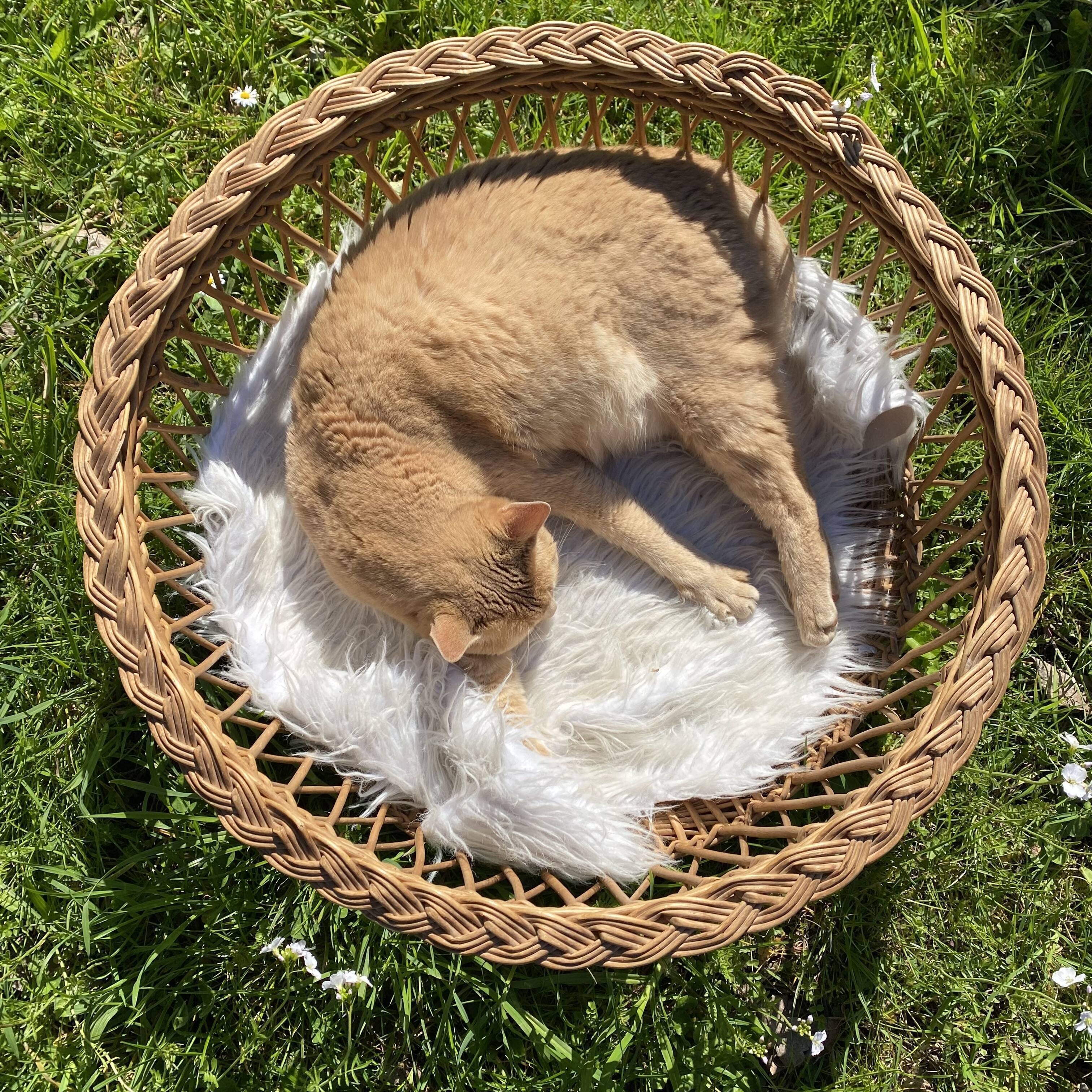 Woven wicker basket