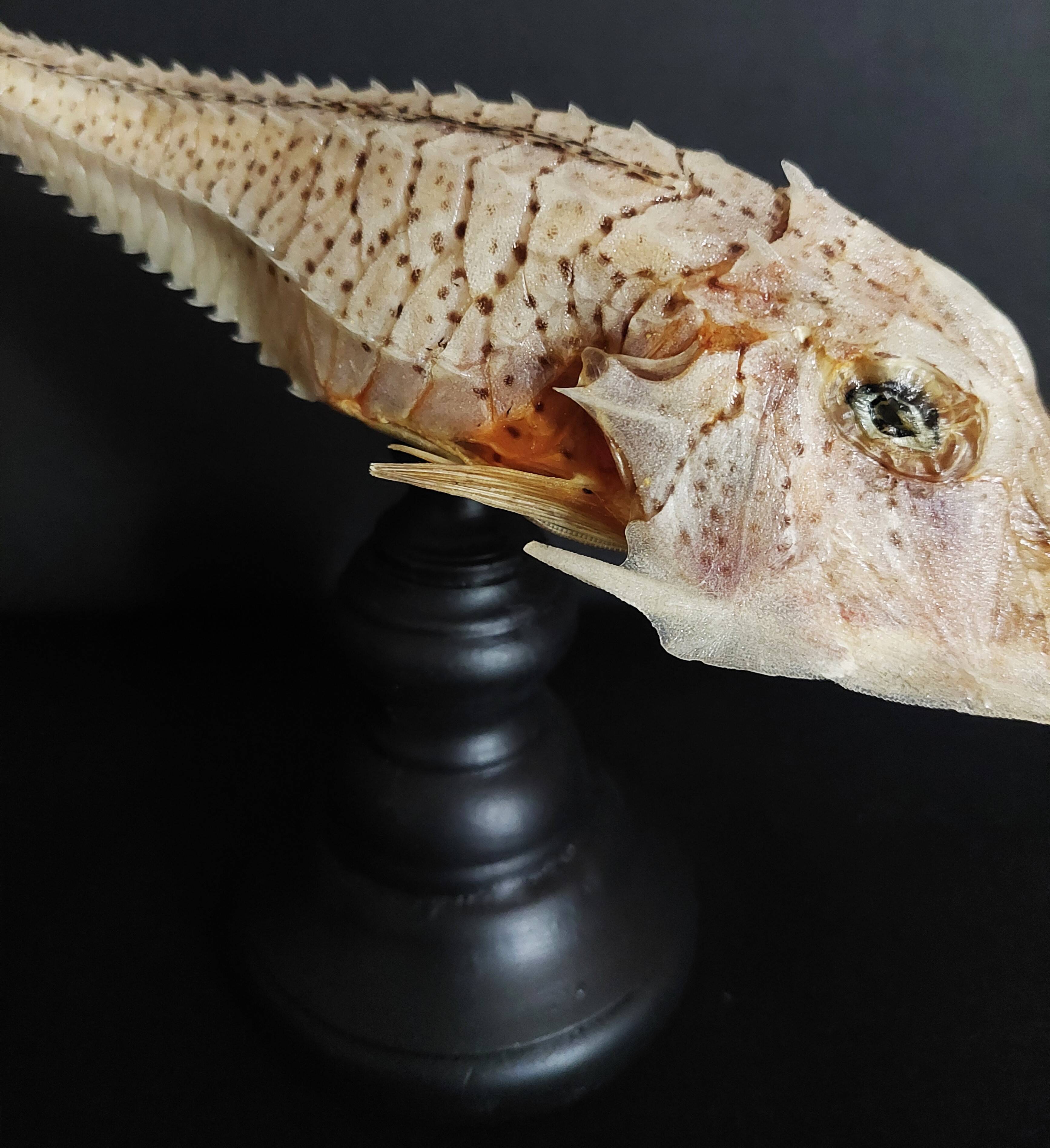 Cabinet of Curiosities naturalized fish satyrichthys welchi on base
