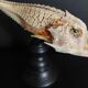 Cabinet of Curiosities naturalized fish satyrichthys welchi on base