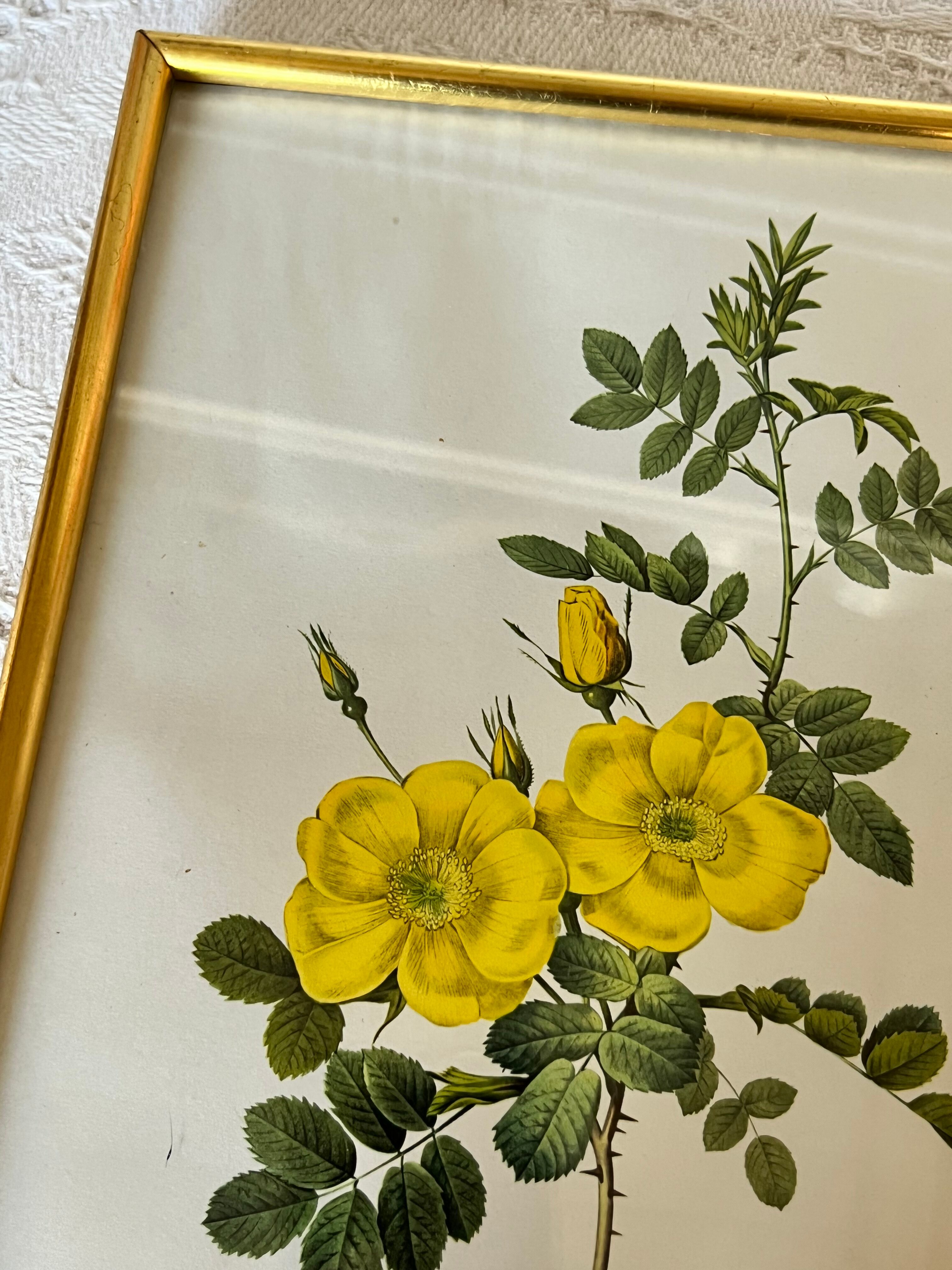 Botanical illustration PJ Redouté