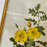 Botanical illustration PJ Redouté