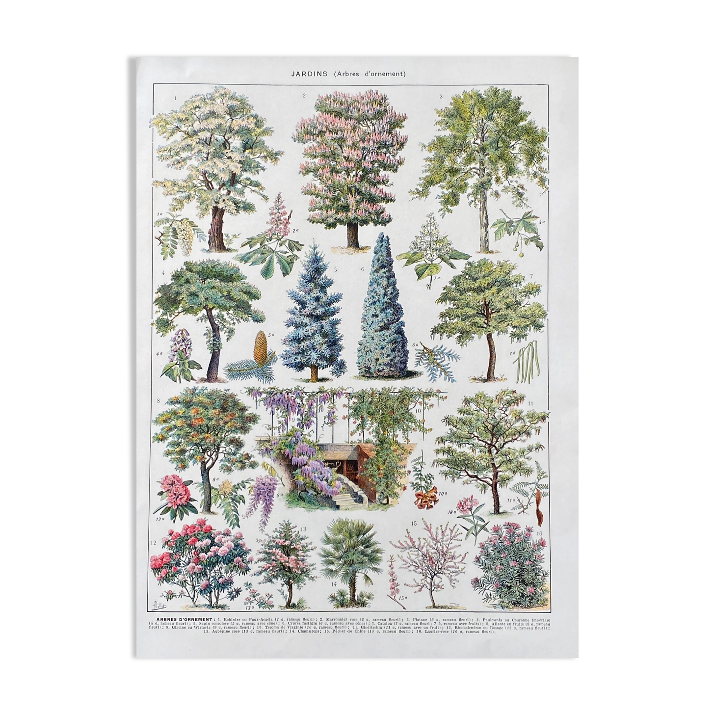 Illustration Millot "ornamental tree gardens"