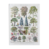 Illustration Millot "ornamental tree gardens"