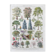Illustration Millot "ornamental tree gardens"