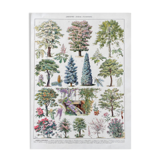 Illustration Millot "jardins arbres d'ornement"