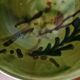 Green bowl from manufacture Saint Jorioz Annecy