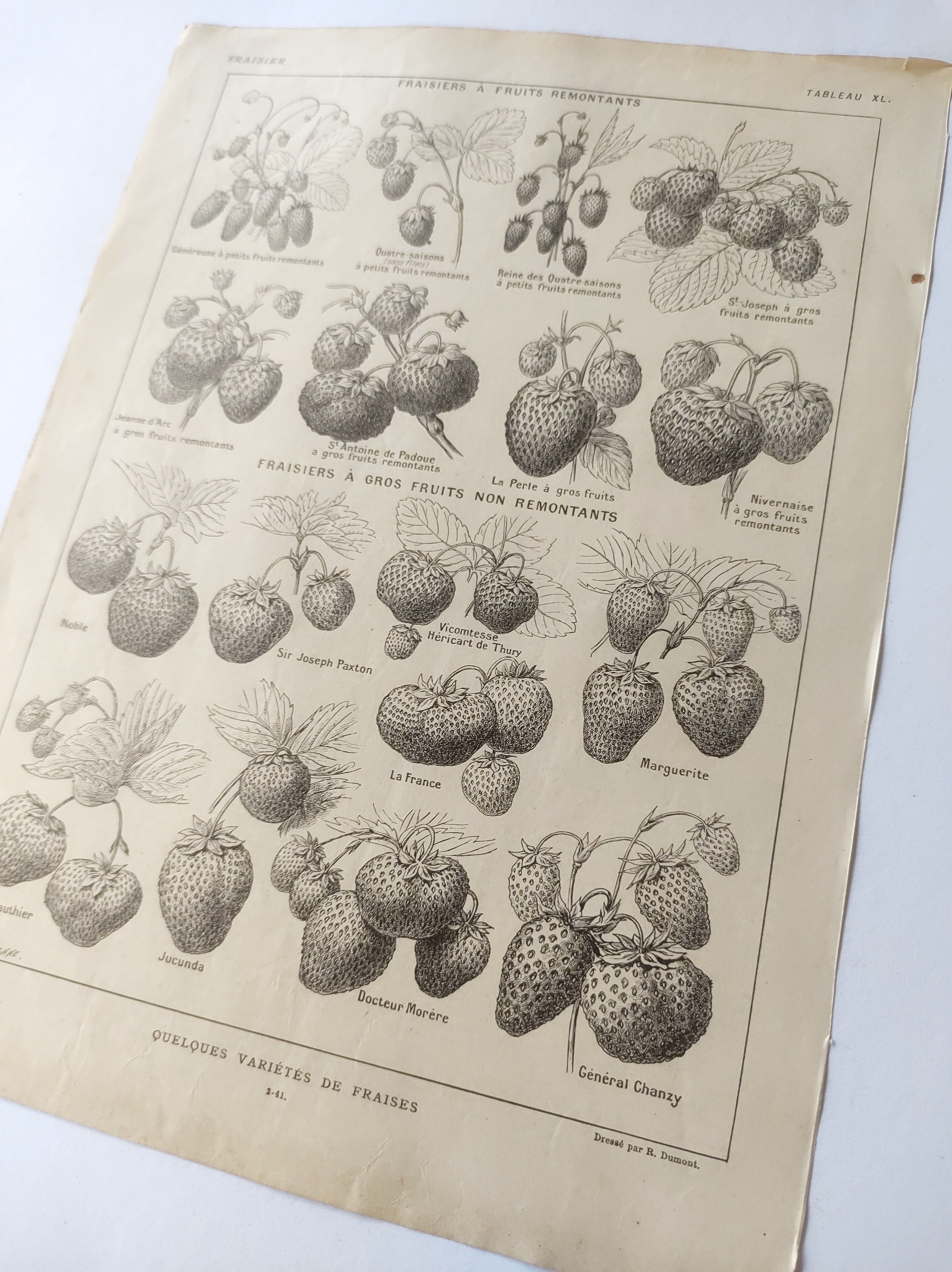 Gravure ancienne • Fraises et Fraisiers • Affiche originale de 1922