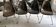 4 authentic Charles Eames and Ray Miller chairs - Fibreglass