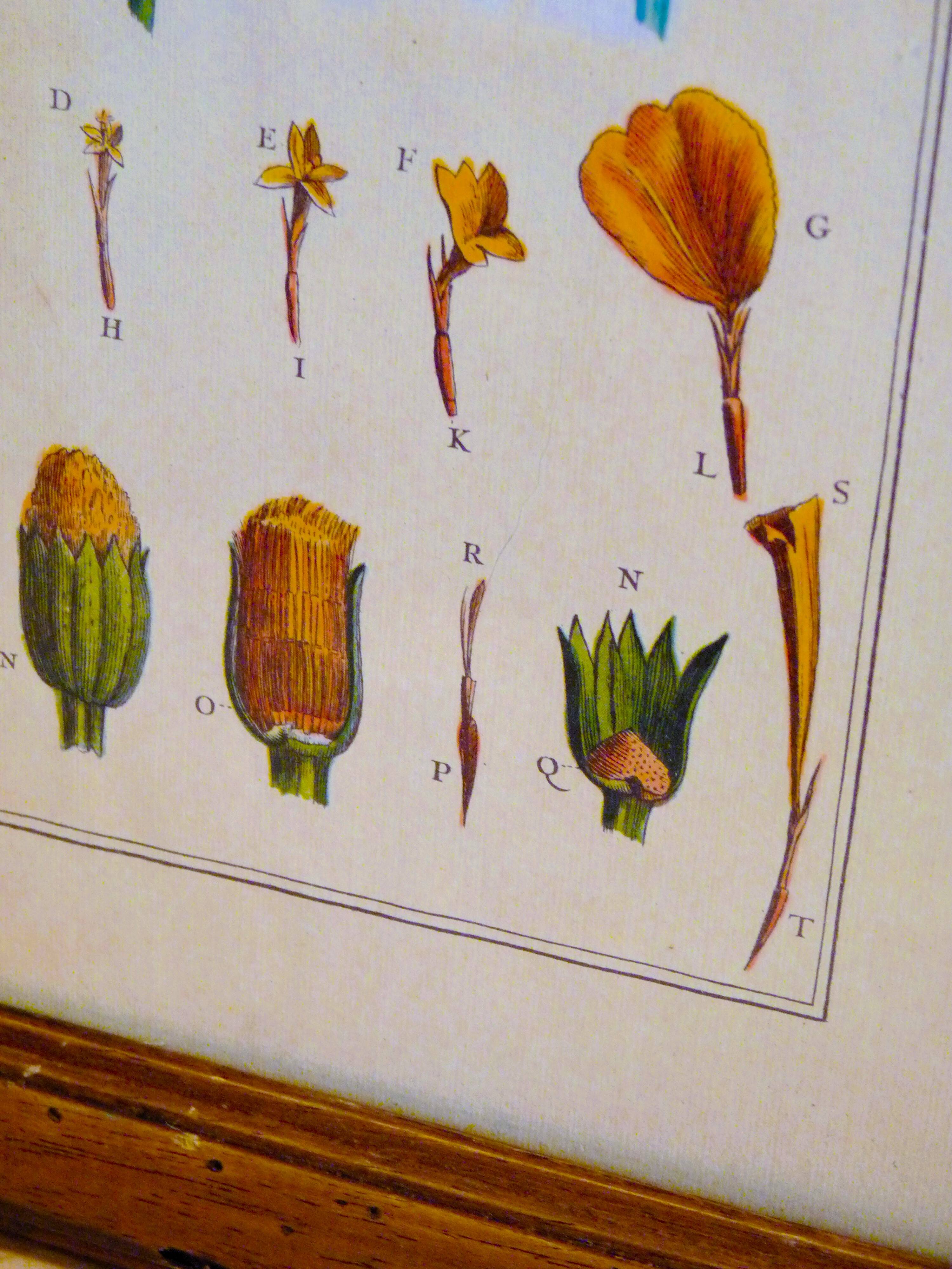 Cadre dessin fleurs - Œillet d'Inde