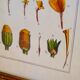 Cadre dessin fleurs - Œillet d'Inde