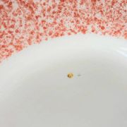 Vintage dinner plates