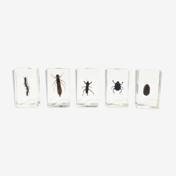 Lot of 5 insects under inclusion resin