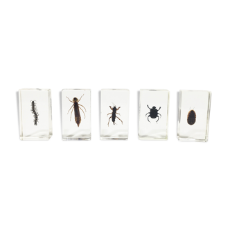 Lot of 5 insects under inclusion resin