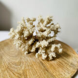 Vintage white coral
