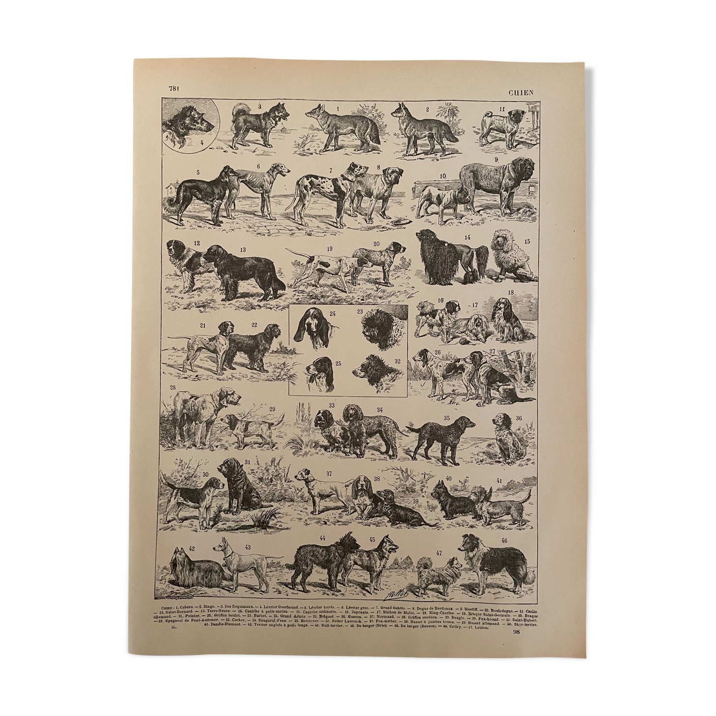 Lithograph engraving on dogs from 1897
