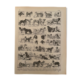Lithographie gravure sur les chiens de 1897