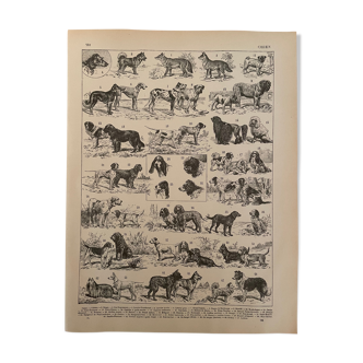 Lithographie gravure sur les chiens de 1897