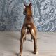 Porcelain Boxer Dog, Goebel, Germany, 1973