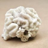 White coral, 70s