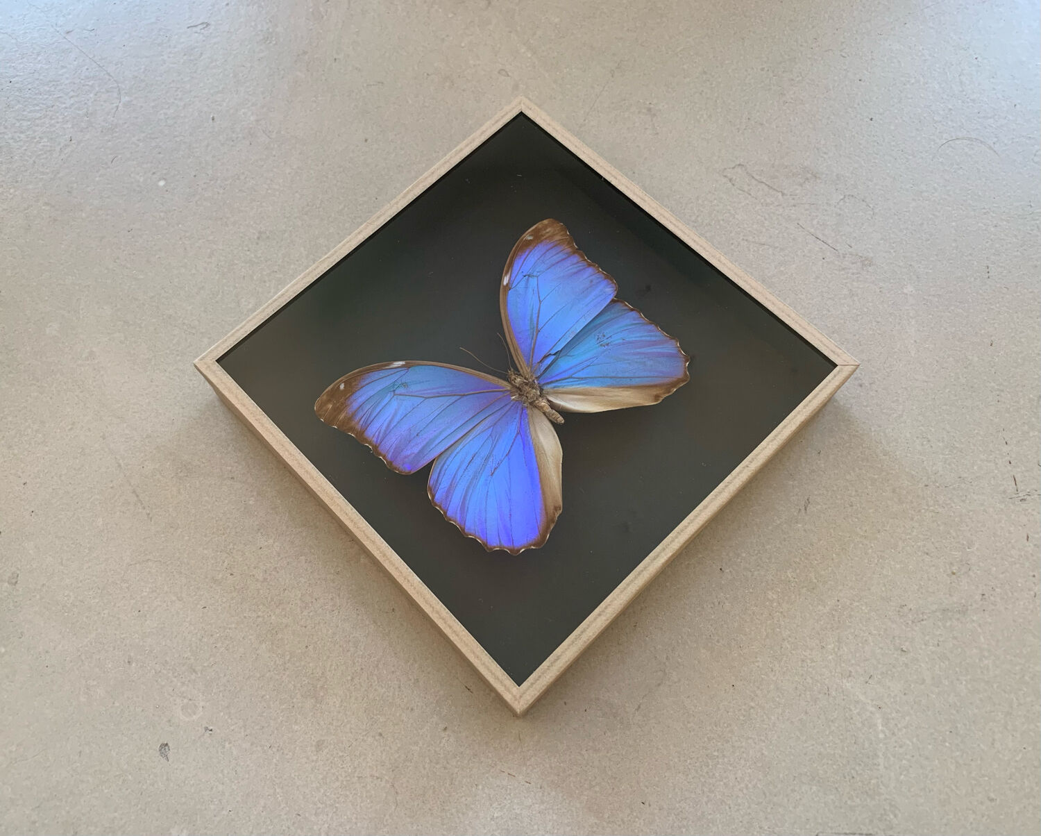 Butterfly naturalized iridescent under glass 16x16cm