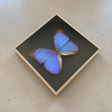 Butterfly naturalized iridescent under glass 16x16cm