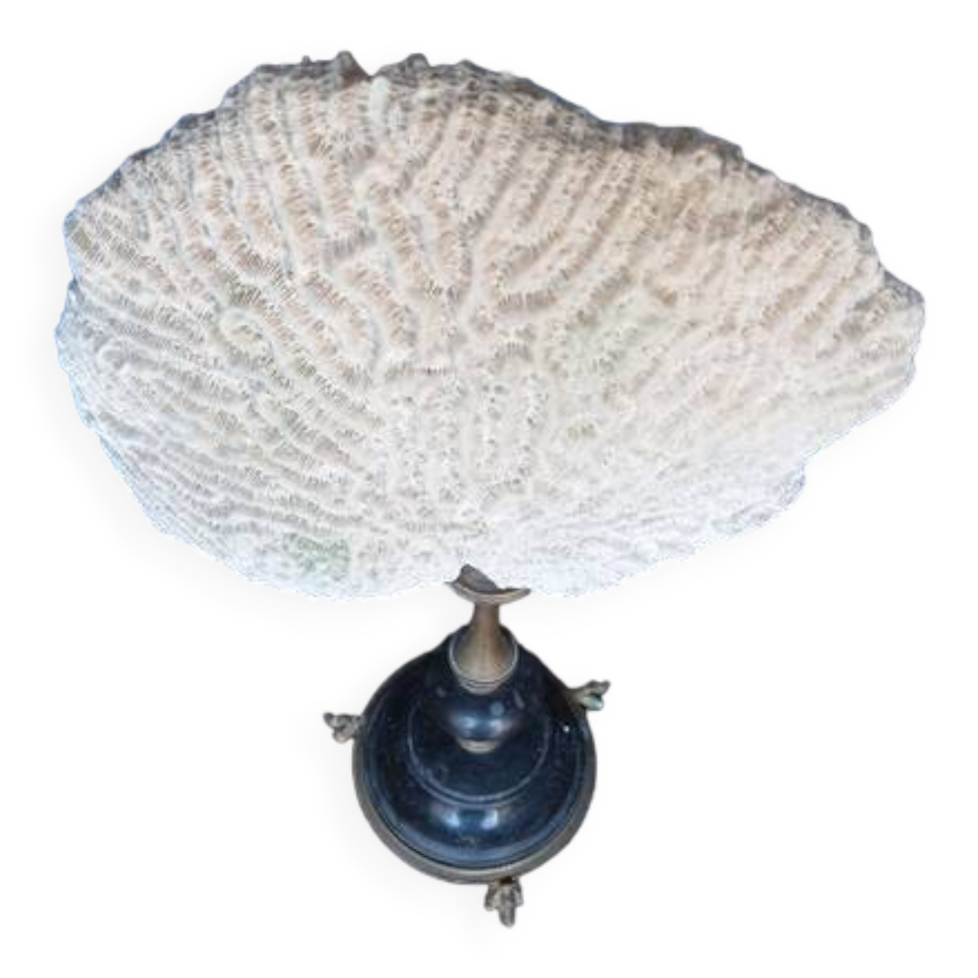 Cabinet of Curiosities 36cm coral brain of Neptune on base