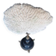 Cabinet of Curiosities 36cm coral brain of Neptune on base