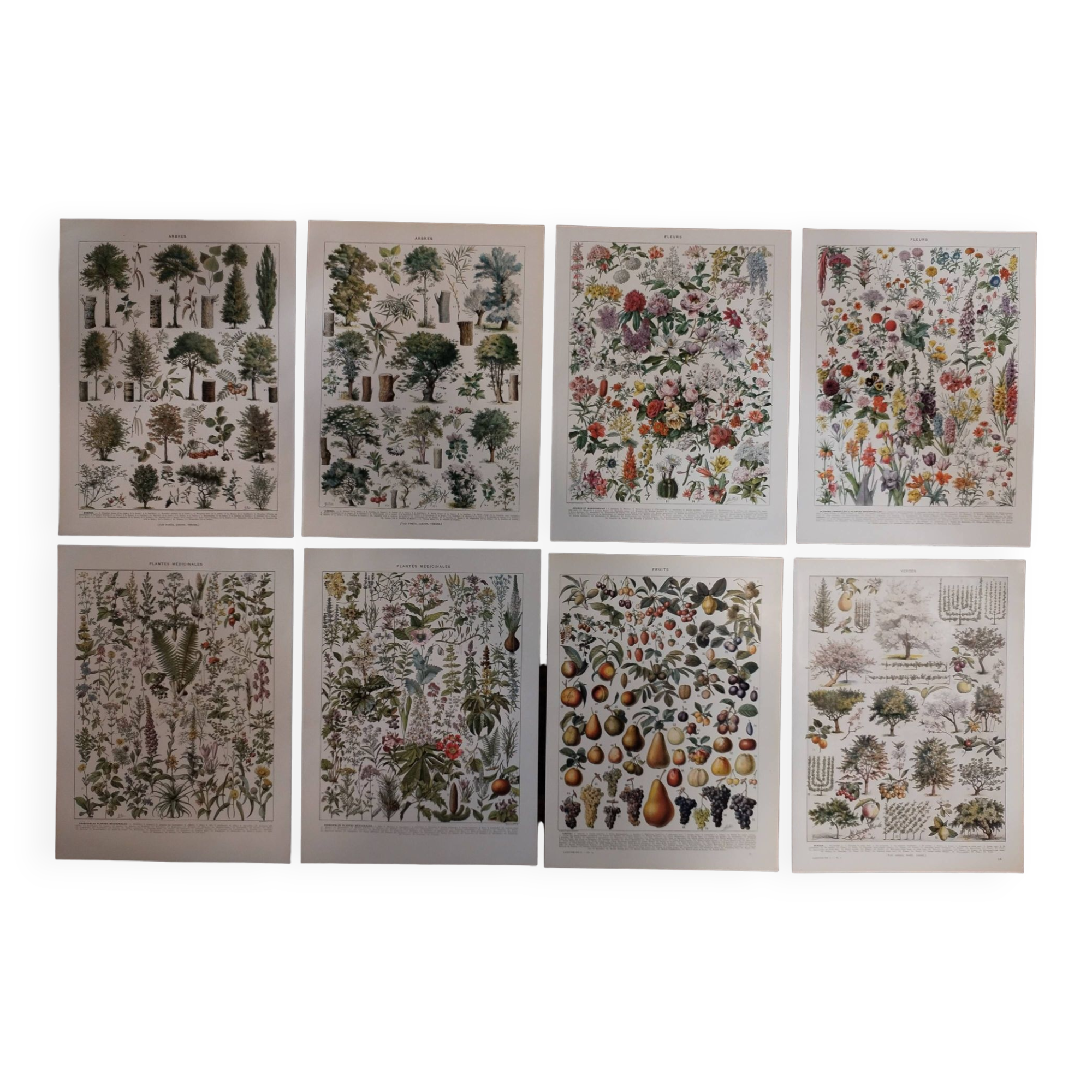 Lot of lithographs on flowers, trees, medicinal plants, fruits and the orchard