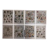 Lot of lithographs on flowers, trees, medicinal plants, fruits and the orchard